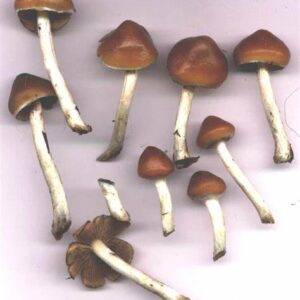 Koupit Psilocybin